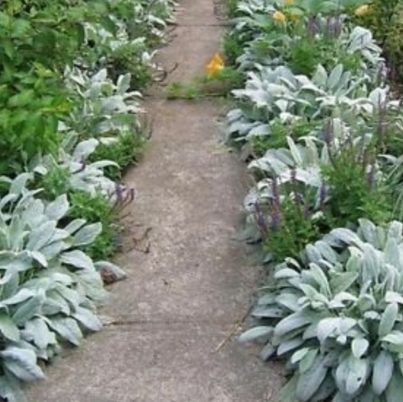 Lambs Ear Plants 4 for $20 - Picture 4 of 4